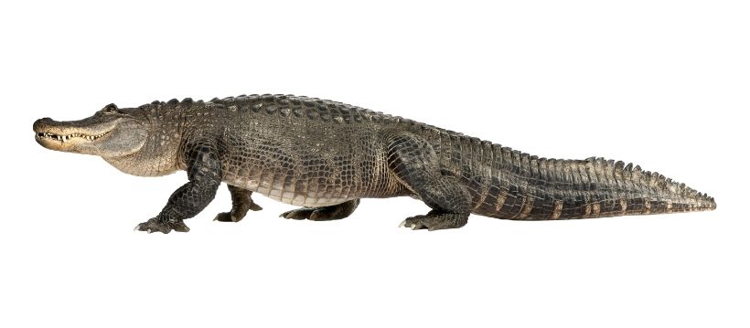 Alligator