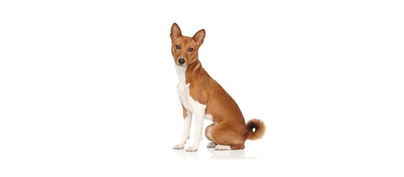  Male Basenji Dogs