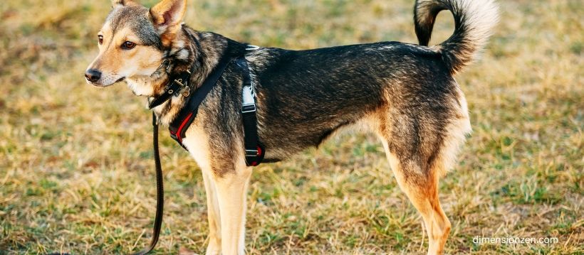 Medium-sized Dog Collar