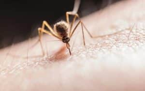 Top 5 Signs You Need Professional Mosquito Control Right Now