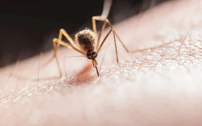 Top 5 Signs You Need Professional Mosquito Control Right Now