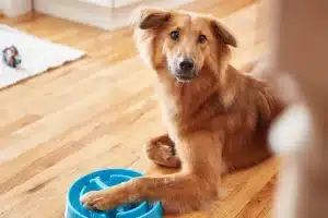 Peppermint Oil