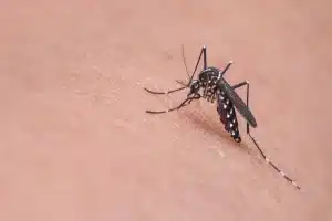 Mosquito Control for Supermarkets