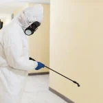 How Experts Handle Termites Without Guesswork