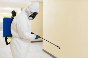 How Experts Handle Termites Without Guesswork