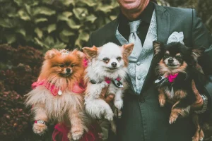 Tracking Peace Of Mind How Gps Tech Is Changing Pet Ownership