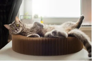 The Science behind How Does a Clumping Cat Litter Works?
