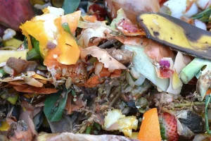 What Happens When You Stop Throwing Food Scraps in the Trash