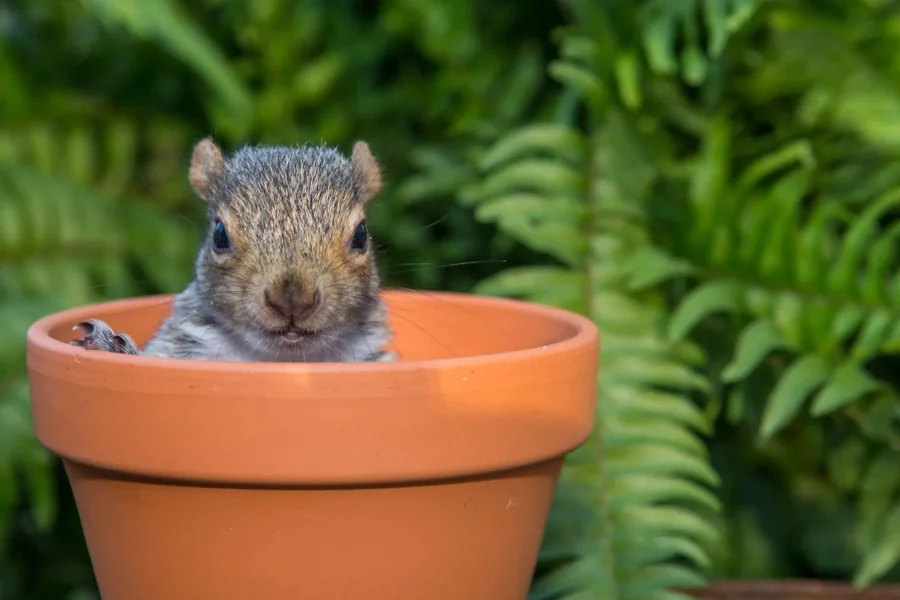 Squirrel Repellents