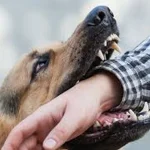 Dog Owners and Bite Victims