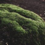 What Makes Sea Moss Benefits So Widely Discussed in Nutrition Communities